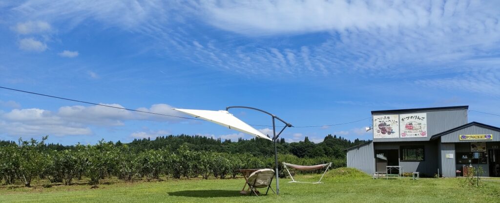 自然の中のブルーベリー畑