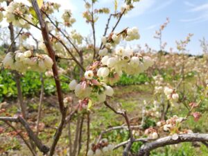 春の農園の様子