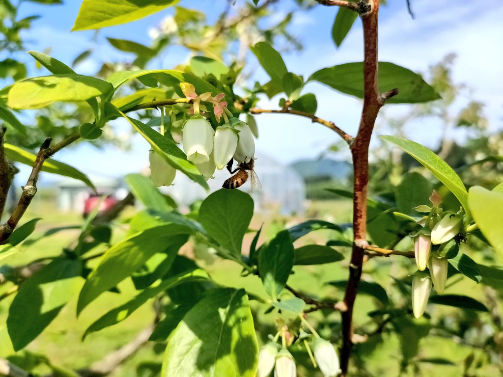 受粉１